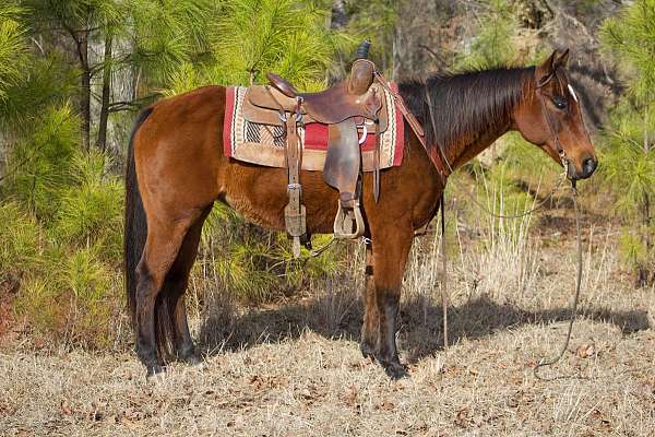 trail-horses-for-sale-quarter