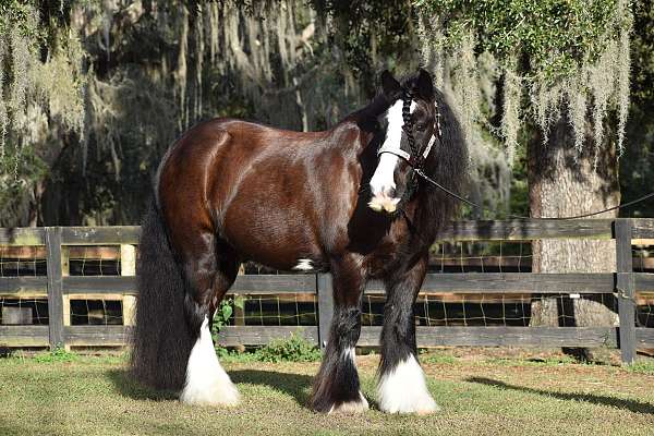 driving-gypsy-vanner-horse