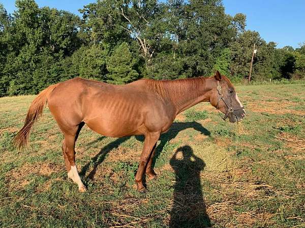 black-type-broodmare