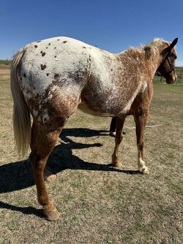 sorrel-overo-white-spots-horse