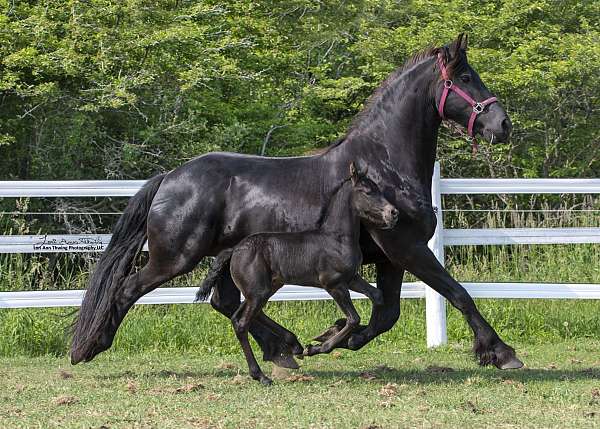 black-non3-horse
