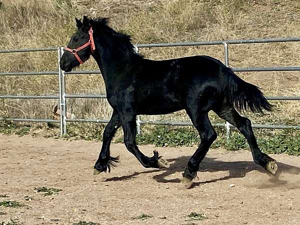beginner-friesian-horse