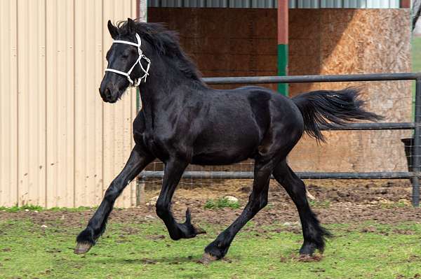 friesian-stallion
