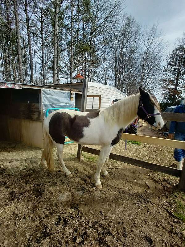 black-white-paint-saddlebred-mare