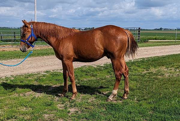 versatile-cow-horse-prospect-ranch