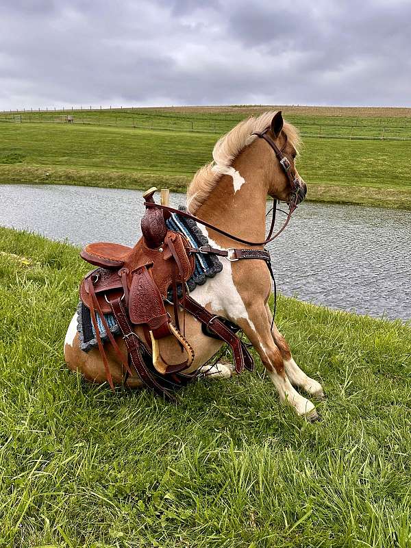 driving-mini-miniature-pony