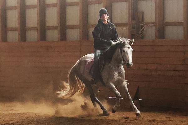 performance-andalusian-welsh-cob-horse