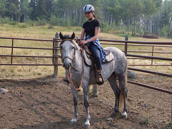 no-issues-andalusian-horse