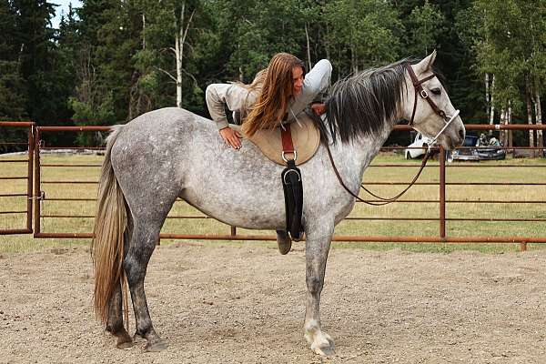 performance-stallion-andalusian-horse