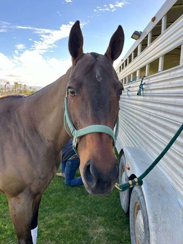 polo-thoroughbred-horse
