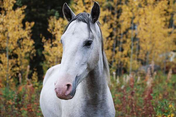 grey-andalusian-gelding