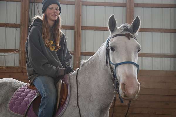 grey-andalusian-gelding