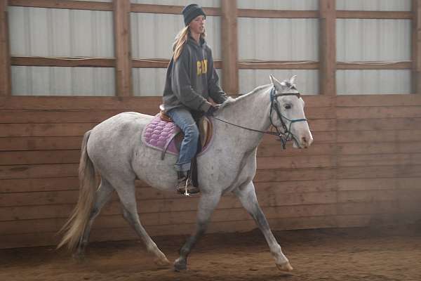 mixed-andalusian-horse