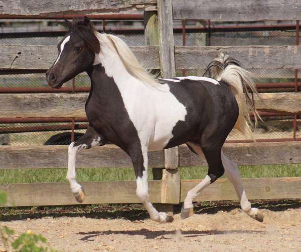 black-pinto-amhr-aspc-mare-stallion