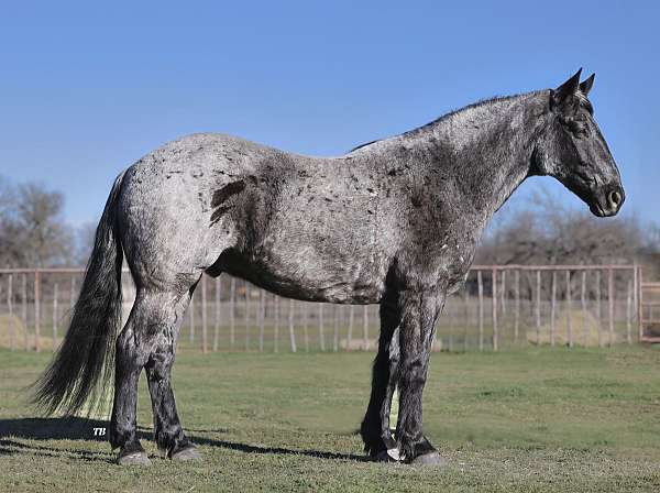 blue-roan-cross-horse