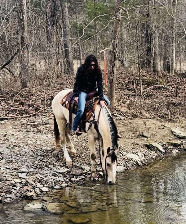 trail-riding-american-cream-horse