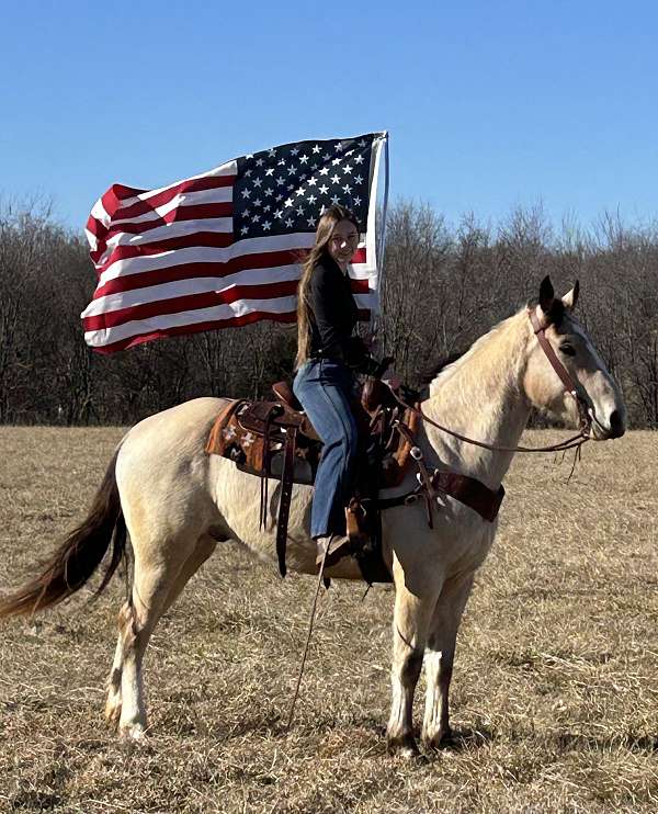 western-riding-american-cream-horse