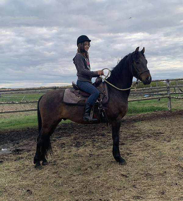 3-year-old-morgan-horse