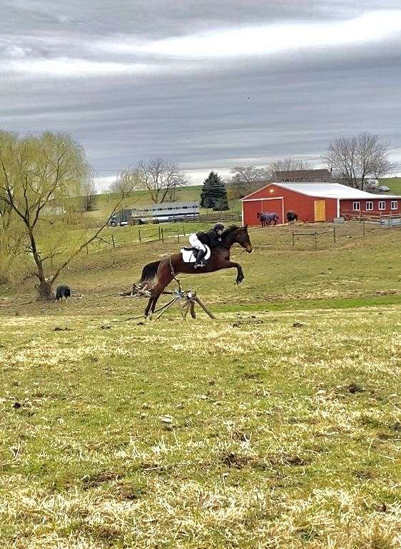 racin-thoroughbred-horse