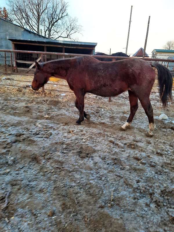 quarter-horse-broodmare