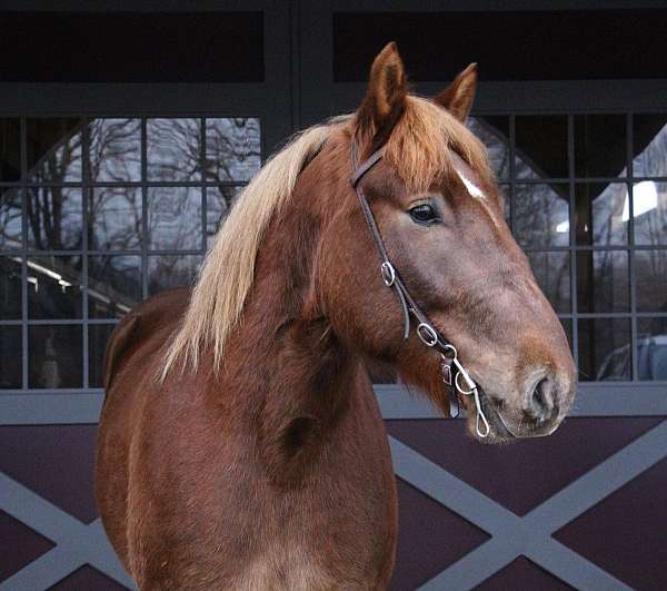 aqha-quarter-horse