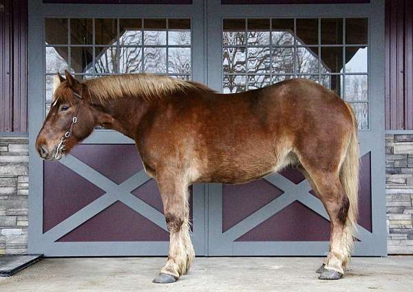 aqha-gelding-quarter-horse