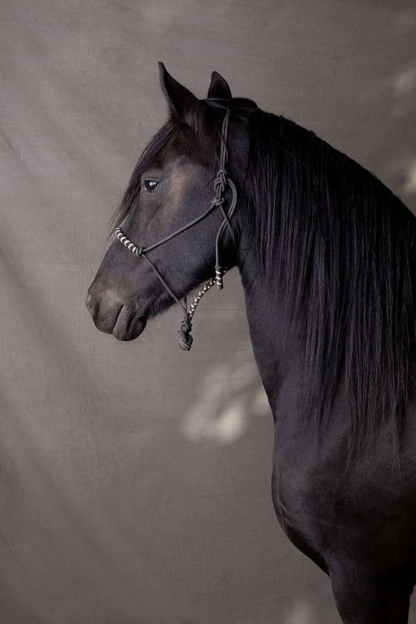solid-black-friesian-horse
