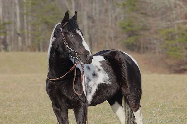 classic-spotted-saddle-horse