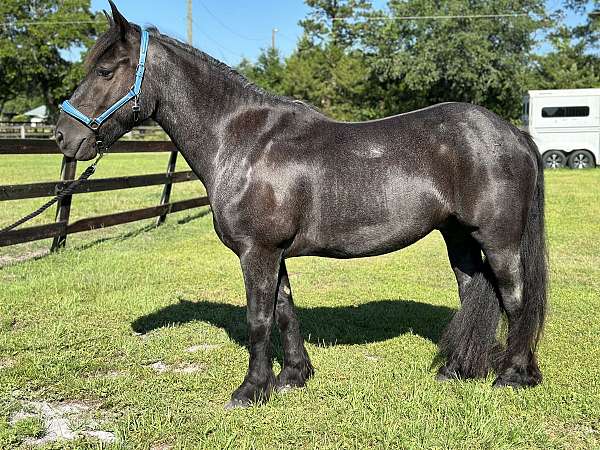 draft-horse-for-sale