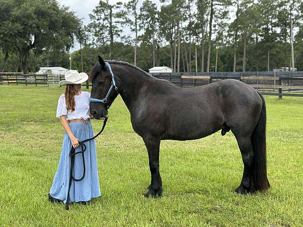 draft-horse