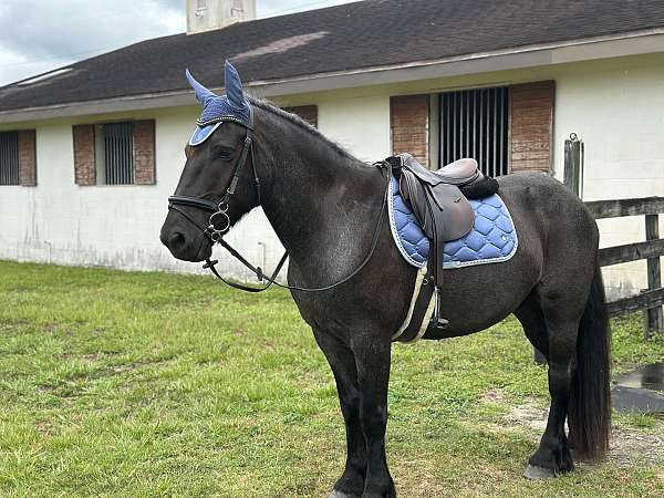 hunter-draft-horse