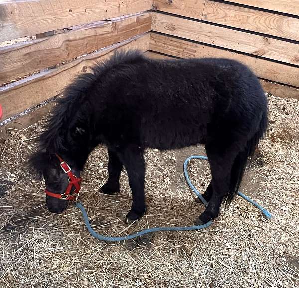 change-miniature-horse