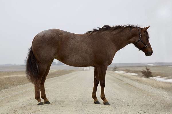 red-roan-roan-athletic-horse
