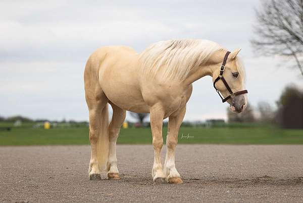 pretty-american-cream-horse