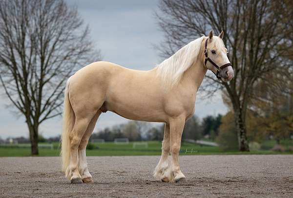 beginner-safe-kid-pony-american-cream-horse