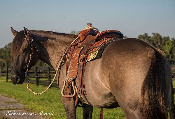 trail-safe-american-cream-horse