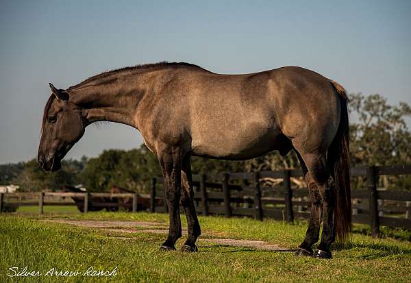 rare-american-cream-horse