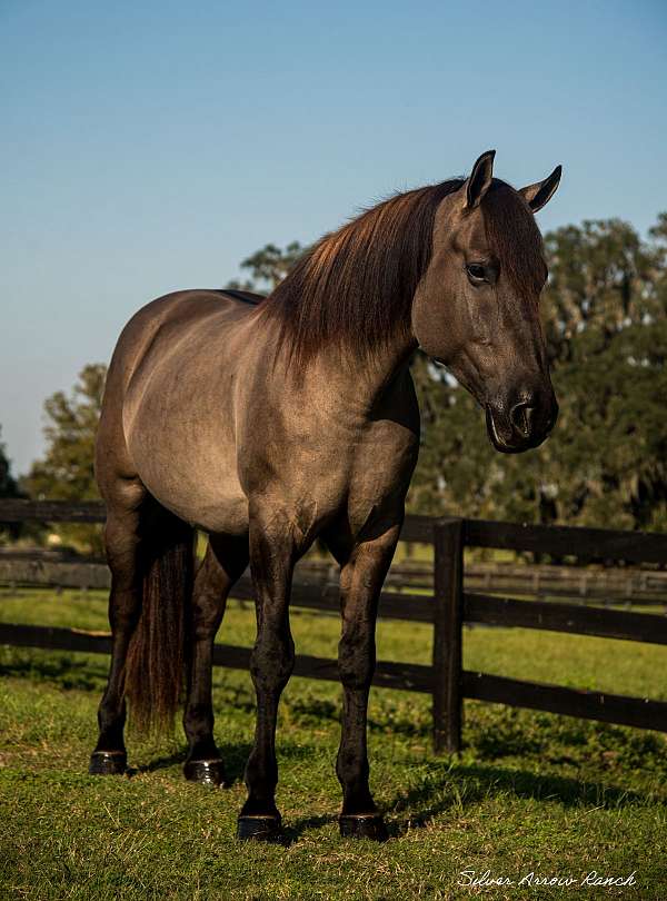 classical-american-cream-horse