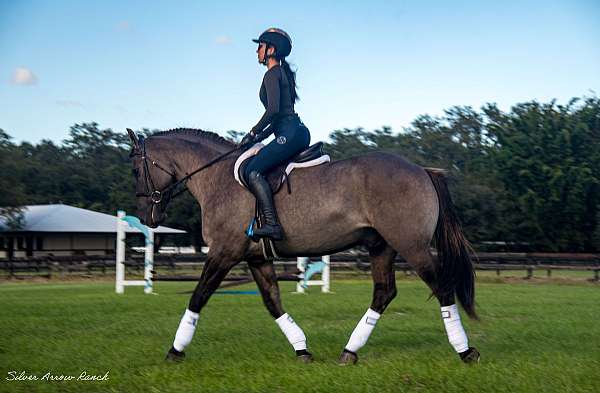 beginner-novice-american-cream-horse