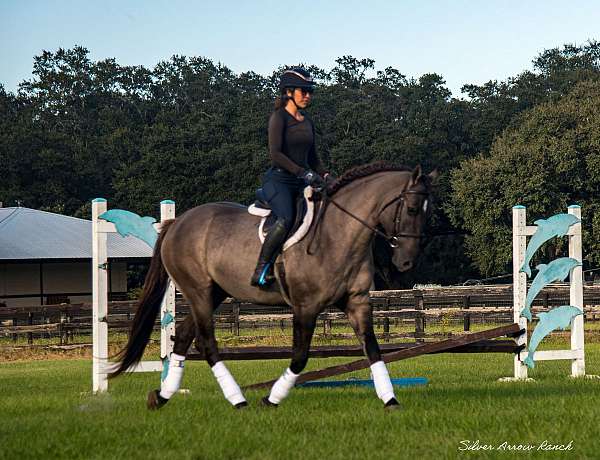 beginner-safe-american-cream-horse