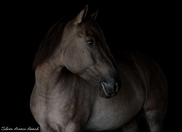 beginner-safe-kid-pony-american-cream-horse