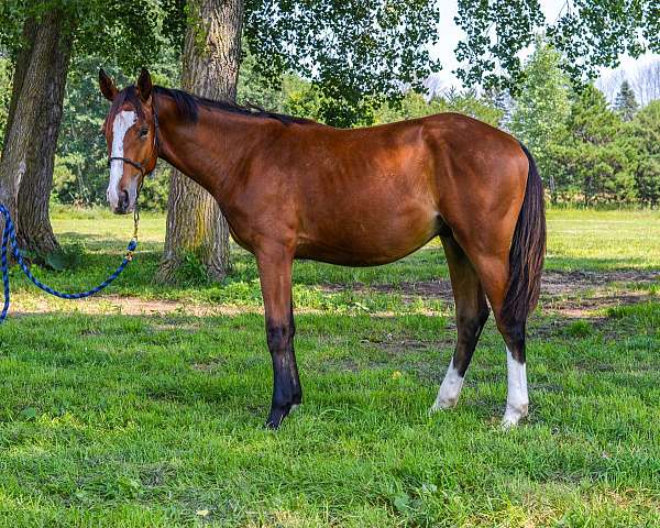 high-white-stockings-on-hind-legs-horse