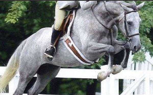 grey-front-socks-star-horse
