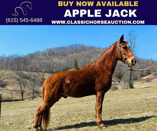 affordable-tennessee-walking-horse