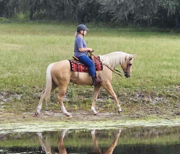 quarter-horse-gelding