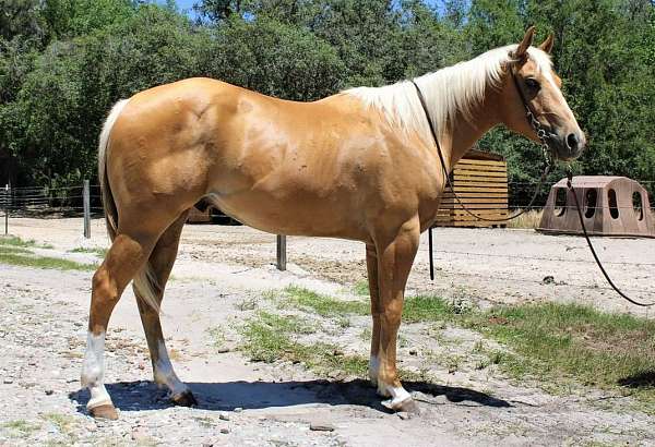 palomino-palomino-quarter-horse