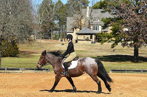 ranch-riding-quarter-pony