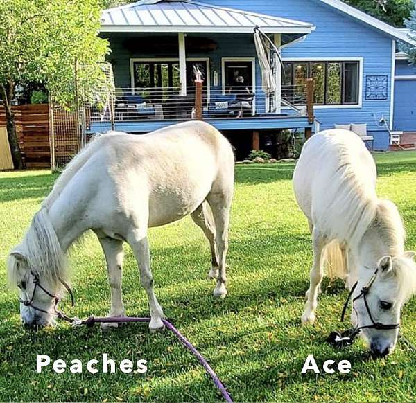 all-ages-miniature-horse