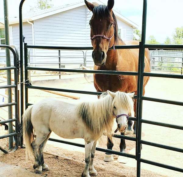 for-kids-miniature-horse