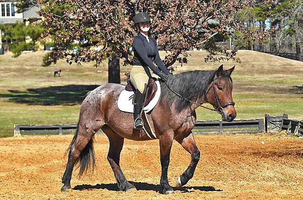 ranch-pony-quarter